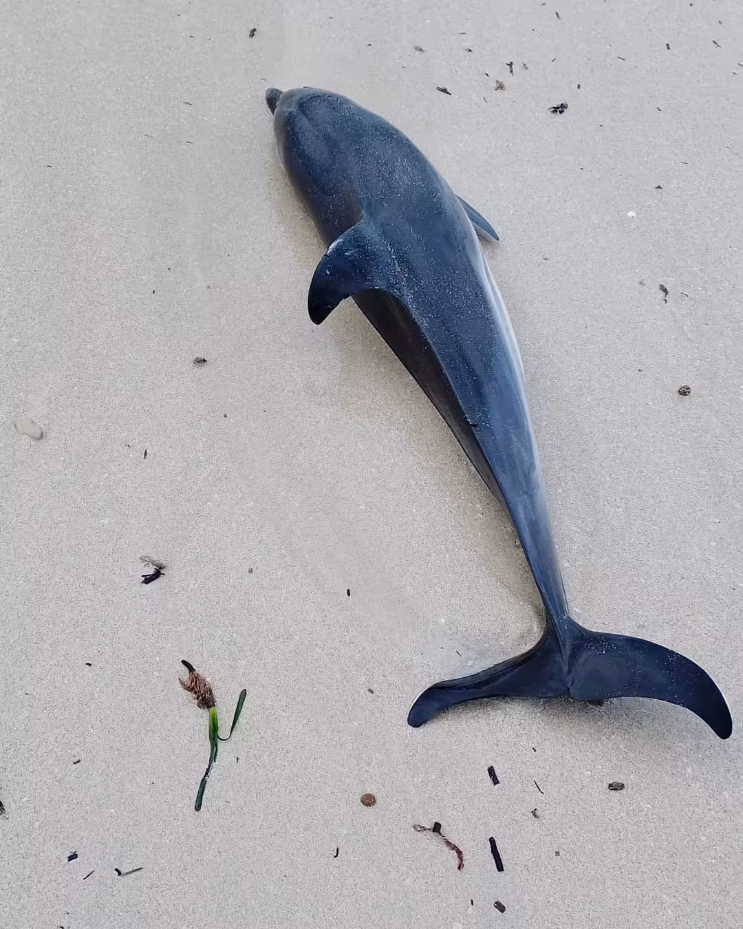 Lo encontraron sin vida (Fotos: Palma Aquarium)