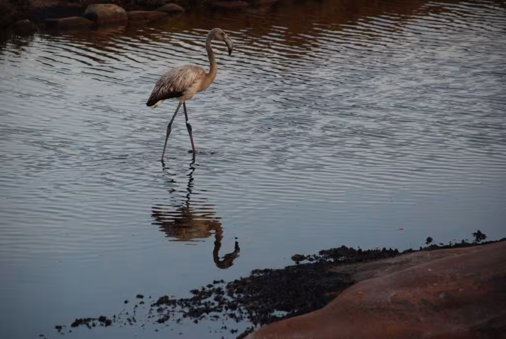 Imagen de archivo del flamenco durante su liberación en las salines de la Concepció en 2014 (Foto: GOB Menorca)