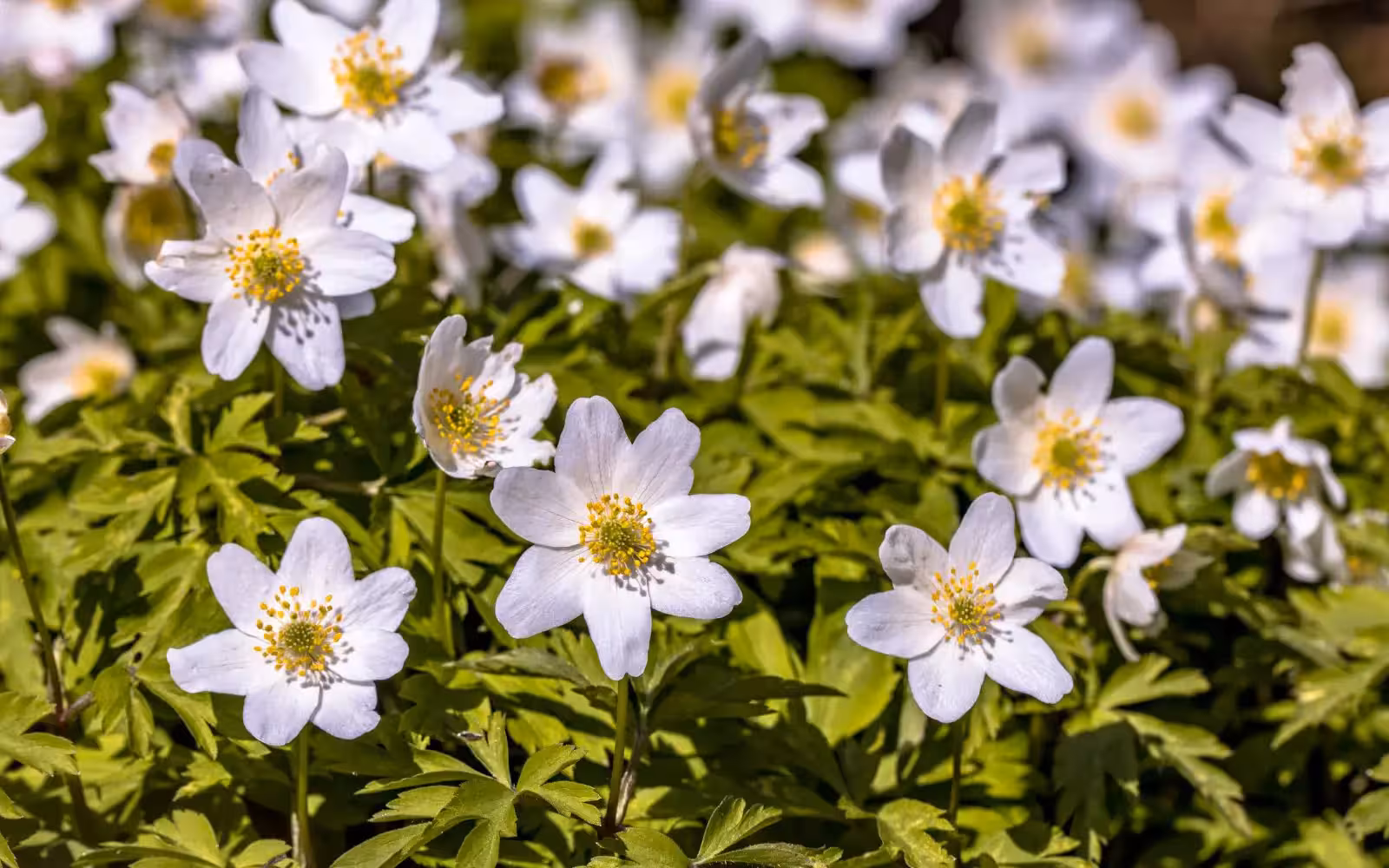 “Qui, pel març, no cava el sòl no el pot cavar quan vol”.