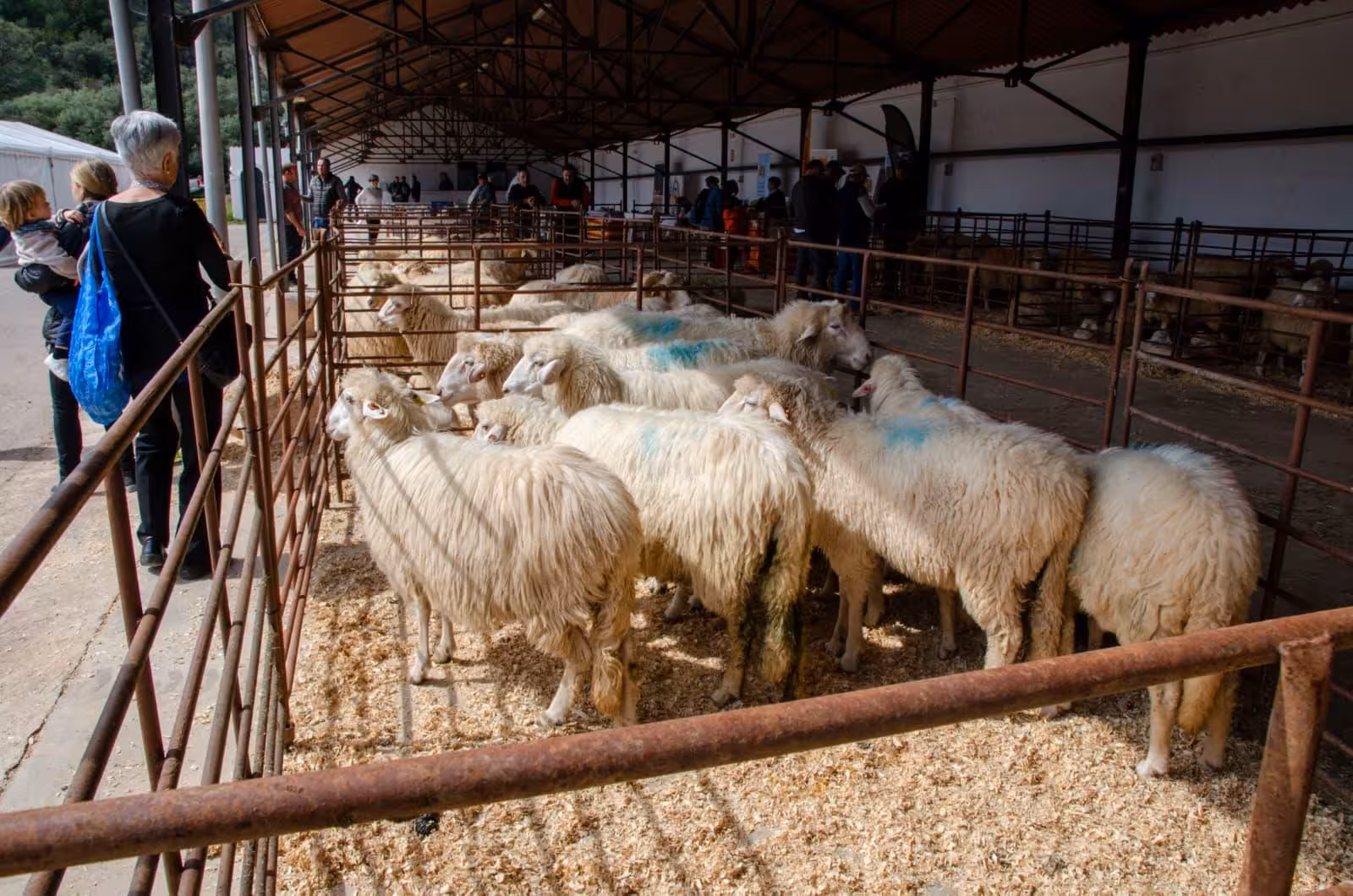 El recinto ferial ofrece una gran muestra de la cabaña menorquina. (Fotos: S.MORENO)
