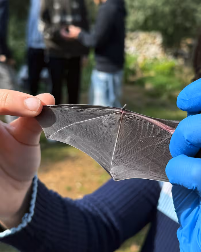 Imagen de un ejemplar.