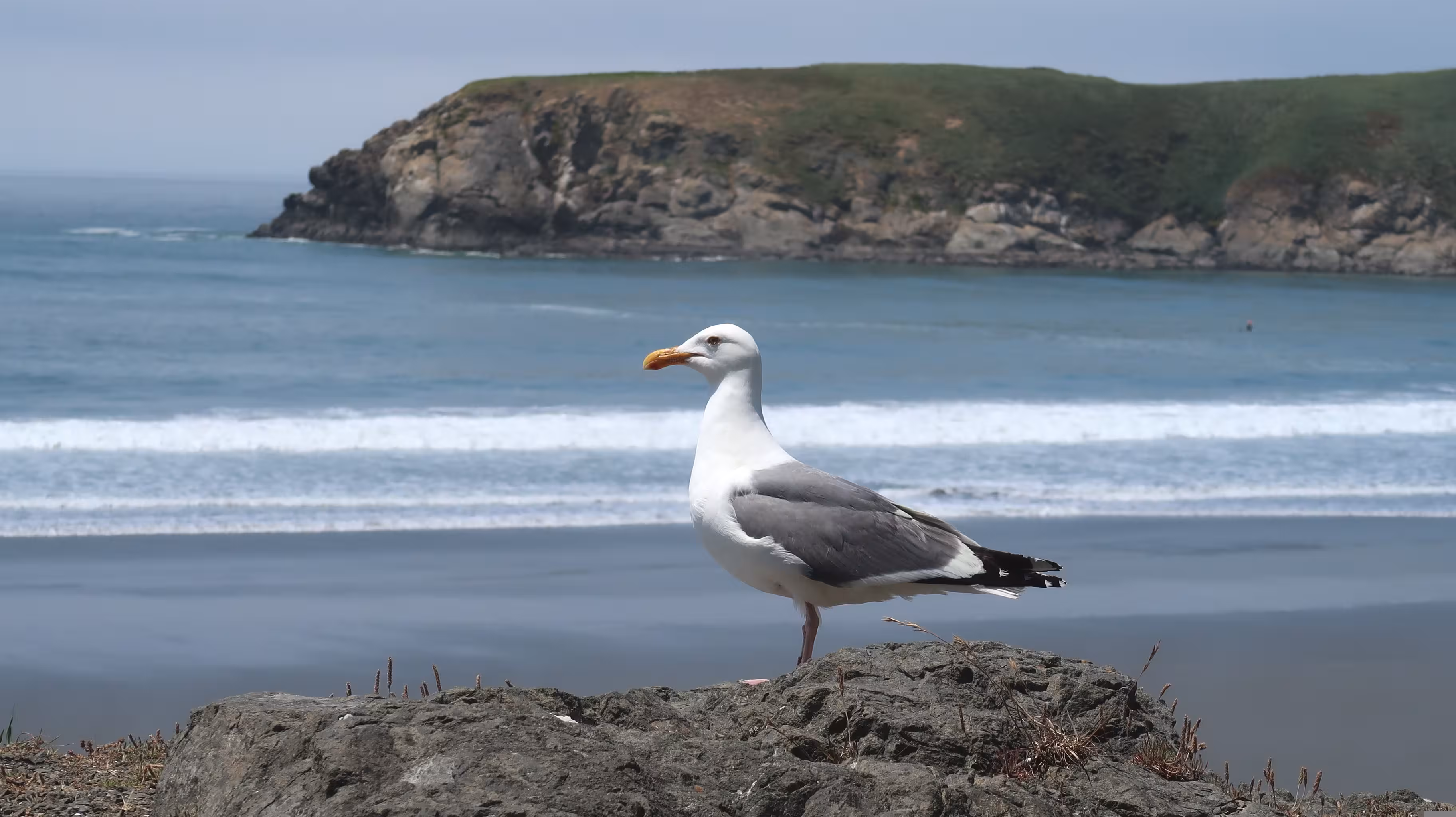 Las gaviotas son de las aves más afectadas por esta enfermedad. (Foto: PIXABAY)