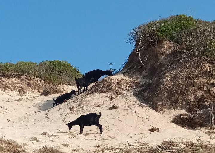 Cabras salvajes en Menorca.