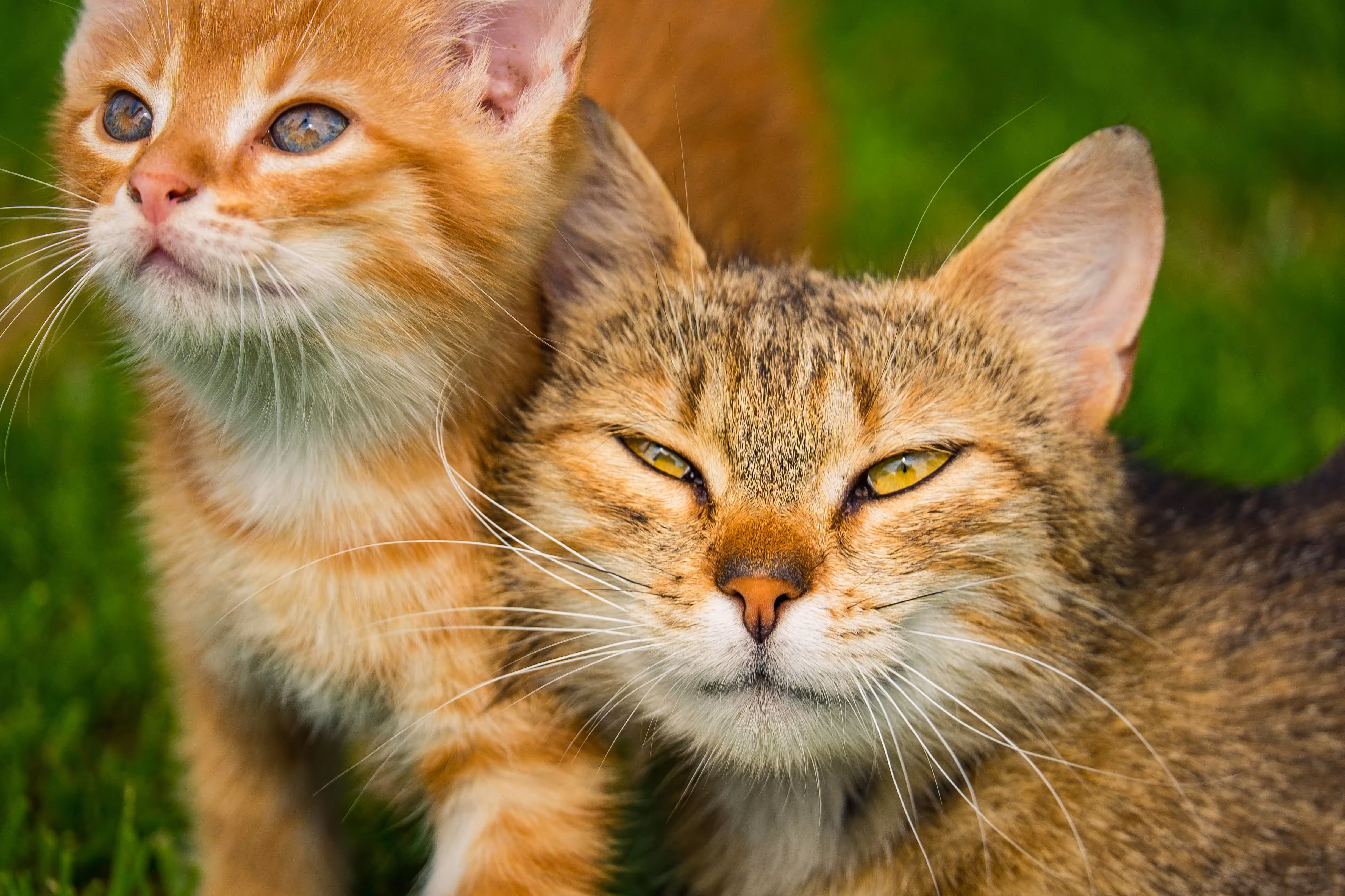 A los gatos hay que comprenderlos para mejorar nuestra relación con ellos. (Foto: PIXABAY)