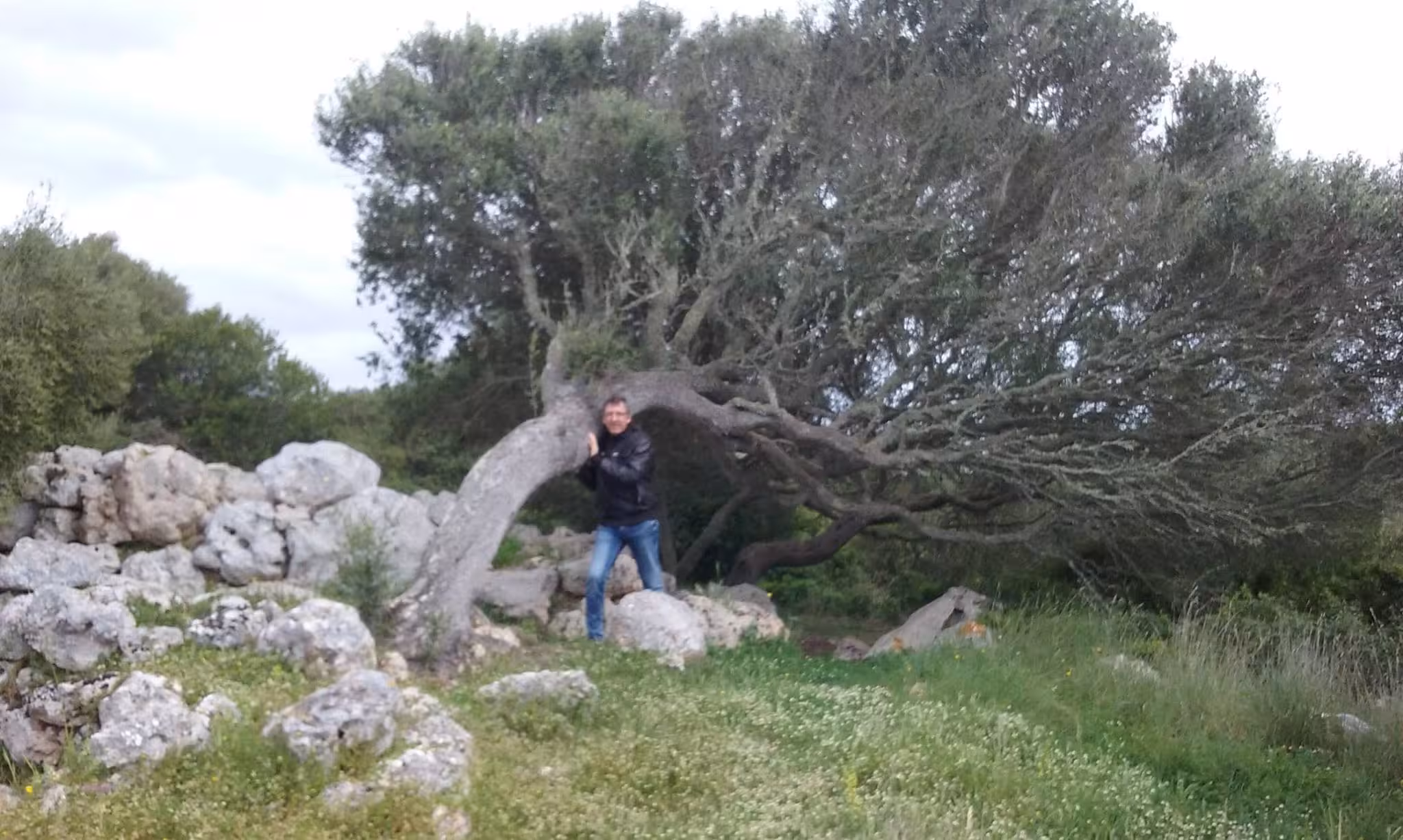 Joan Pons Pons i un ullastre, l'arbre de Menorca. (Foto: JOAN PONS PONS)
