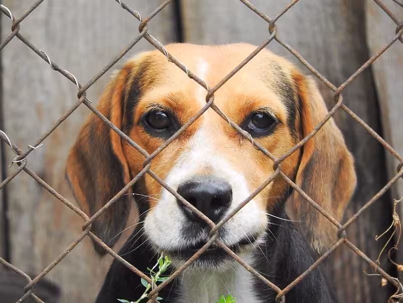 Se quiere ayudar a la labor de estas entidades  que cuidan de los animales abandonados. (Foto: PIXABAY)