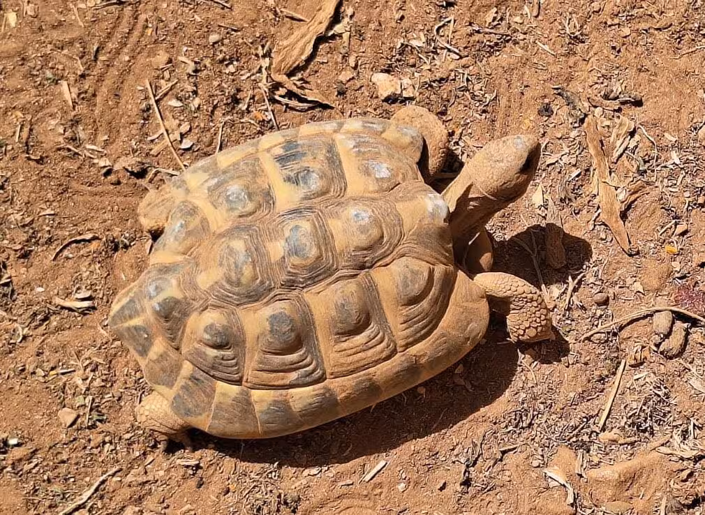 Las diferentes clases de tortugas disponen de varios espacios adaptados. (Foto: GOB)