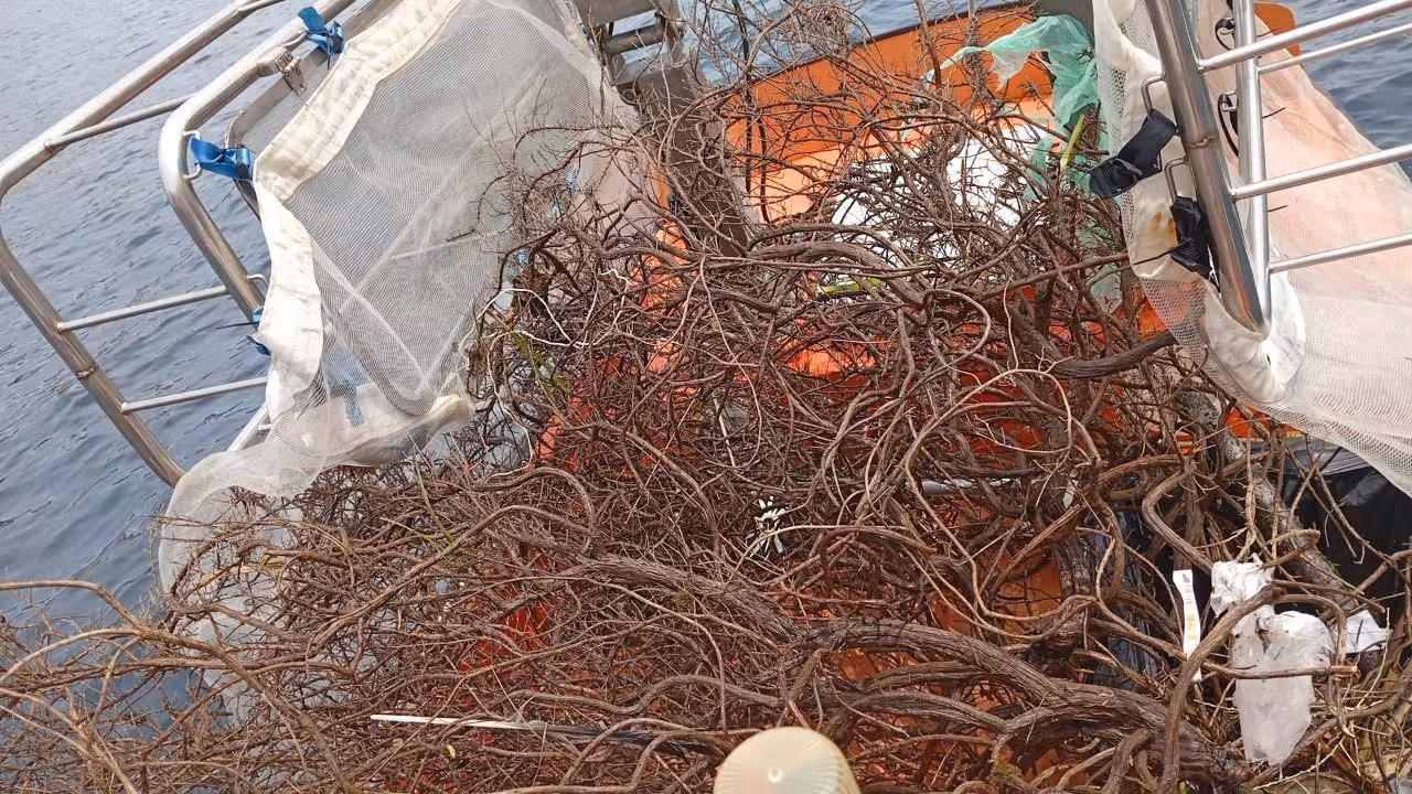 La campaña de limpieza del litoral de Baleares, coordinada por PortsIB, permanecerá activa hasta el 30 de septiembre