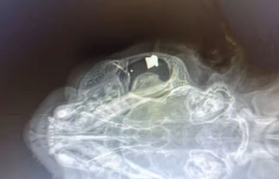 Radiografía de la cabeza dl gato en donde se aprecia el proyectil que recibió. (Foto: PROTECTORA  MAÓ)